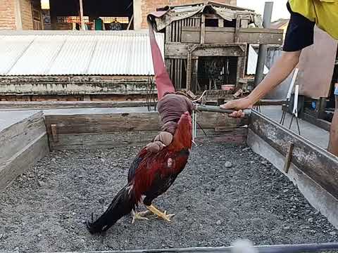 Melatih Fisik Ayam Dengan Boneka