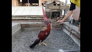 Melatih Fisik Ayam Dengan Boneka