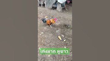 #ไก่ต่อ หูขาว เก่ง