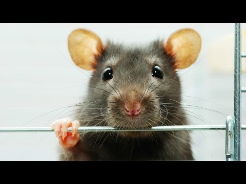 How to Set Up a Cage for a Rat | Pet Rats