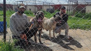 KARO VE VOLVO&#39;NUN KEYFİ YERİNDE~KÖPEKLERİM ZİNCİRDEN KURTULACAK