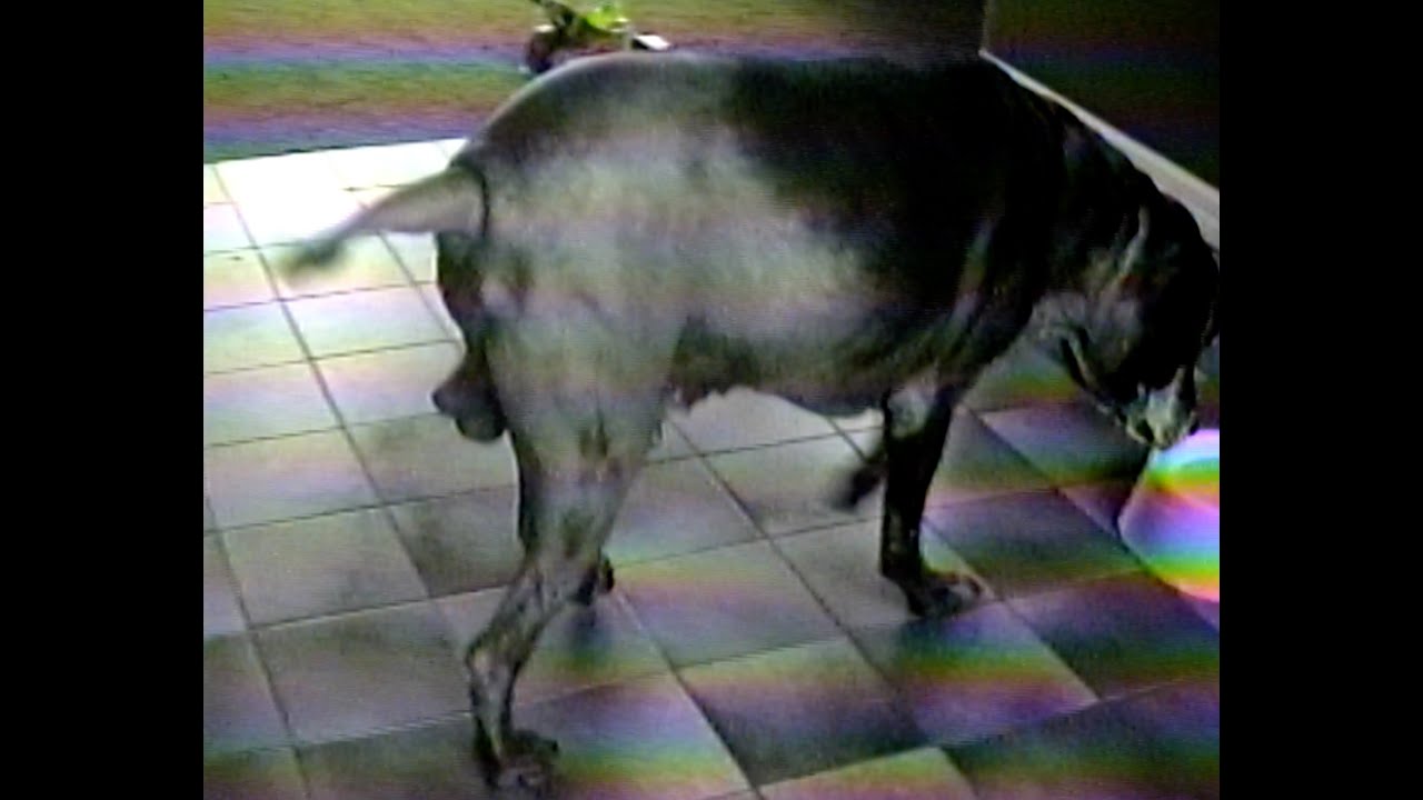 Can Dogs Play Ping Pong? YouTube