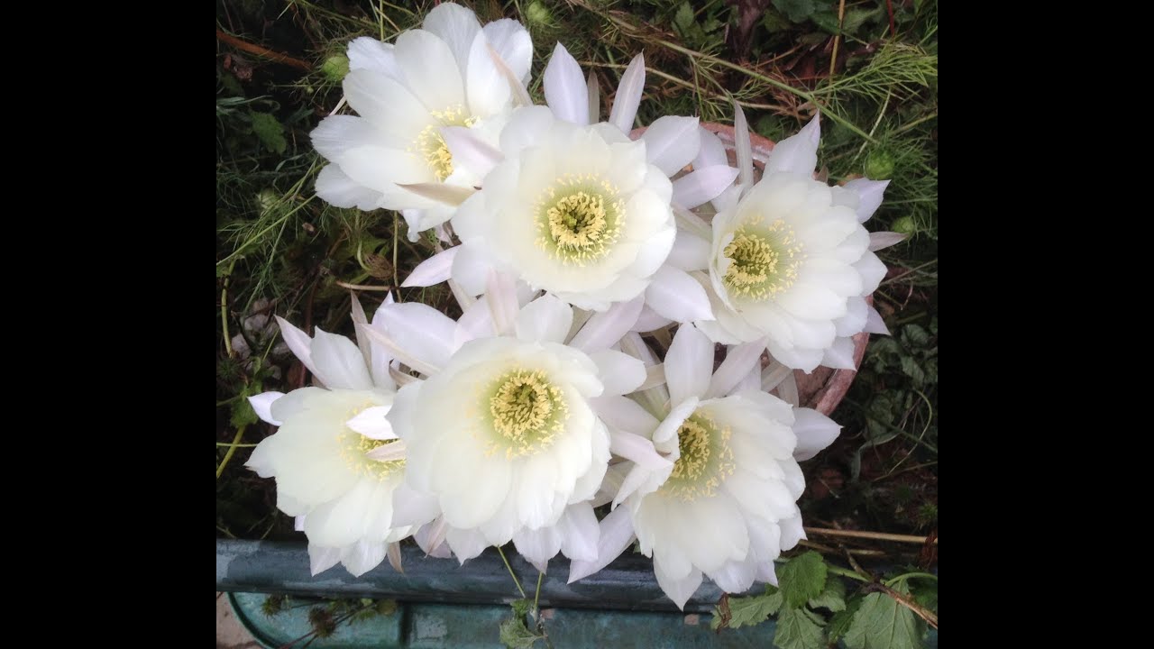 echinopsis hedgehog cactus, sea-urchin cactus or Easter lily cactus