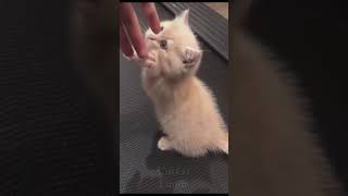 Funny and Cute Cat's Life  Cute Pet Animals #shorts #1  Pets Animals