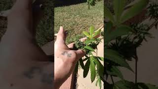 Drying my marijuana and gonna cut some more live ones!!!
