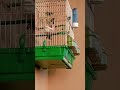 تغريد الحسون البري محكى منطقة جزين بسم الله ما شاء الله تغريد الحسون البري محكى منطقة جزين بسم الله ما شاء الله