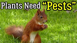 Starting a Permaculture Farm #5: Dealing With "Pests"