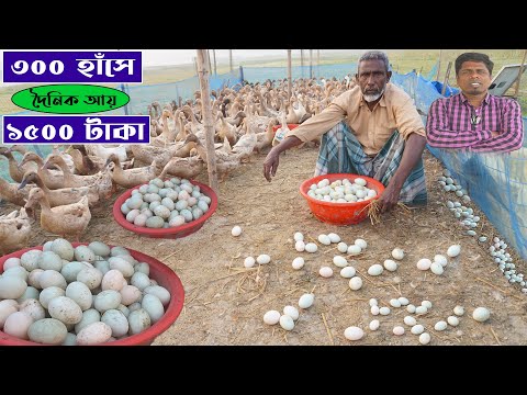 ৩০০ হাঁসের এই খামারে লাভ লছের হিসাব | হাঁসের খামার | Duck farming | Khamar Bangla 24.