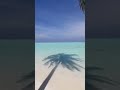 Ocean Water Palmtree Nature 