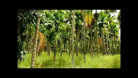 Realtime Demonstration of Arecanut Diseases Classifier