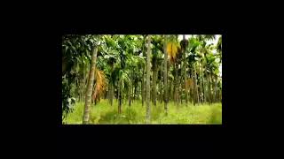 Realtime Demonstration of Arecanut Diseases Classifier