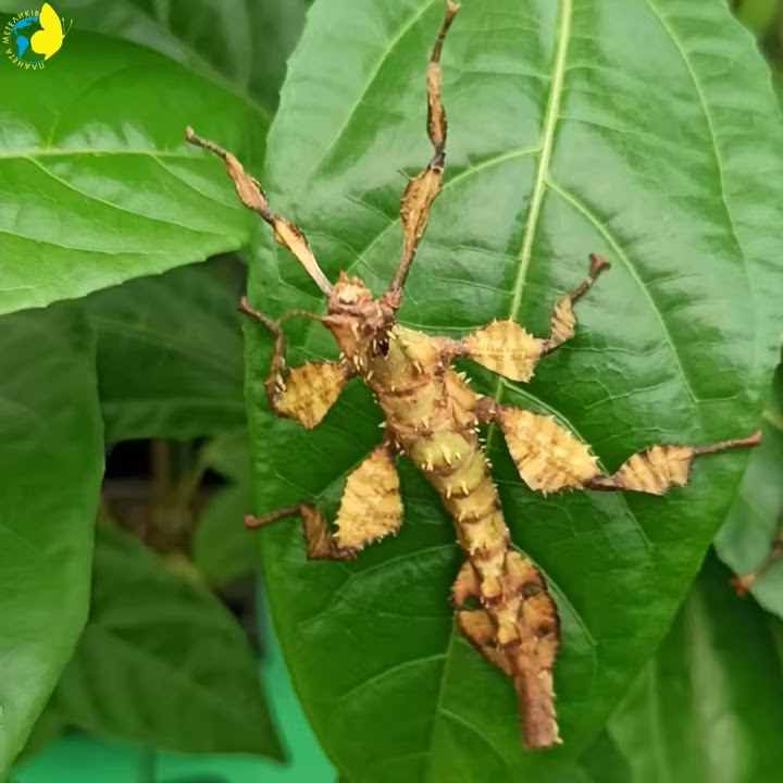 Палочник Маклея или гигантский австралийский палочник (лат. Extatosoma ...
