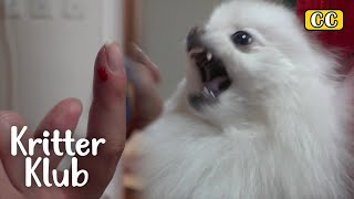 You Will See Blood If You Come Closer To This Dog... I Kritter Klub by Kritter Klub 5,754 views 19 hours ago 4 minutes, 33 seconds