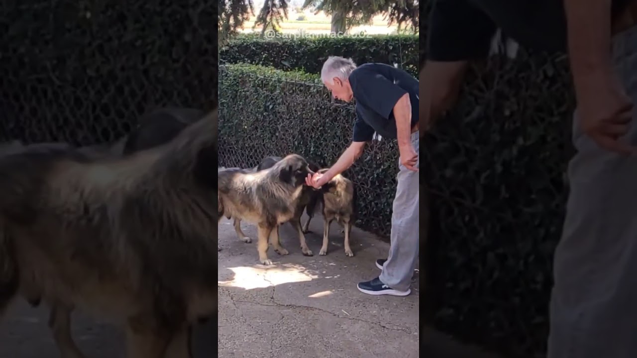 3 Dogs Eating From a Breeder's Hand (No Food Aggression)
