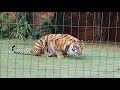 Do not do this when You feed a tiger that is still in the house !