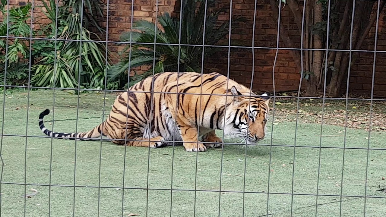 Do not do this when You feed a tiger that is still in the house ! - YouTube