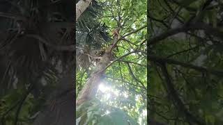 Download Lagu Definisi Ketiban Kucing #shorts MP3