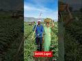 #tr देशी juger se #shortvideo #farming video🙏🙏🙏👌👍🫂🌹