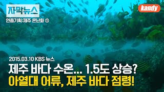 [제주 온난화] 제주 바다 수온... 1.5도 상승? / 아열대 어류, 제주 바다 점령!