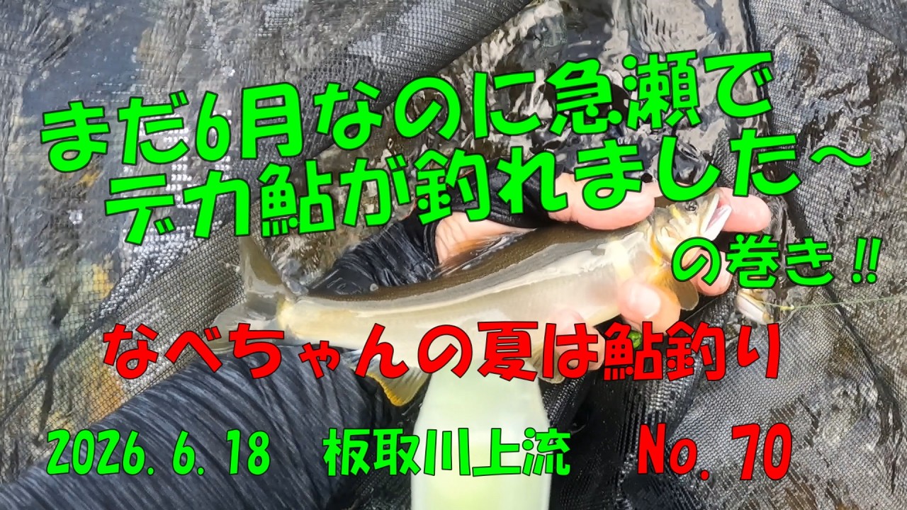 Caught a Huge Ayu in the Rapids in Only June!! Nabe-chan's Summer