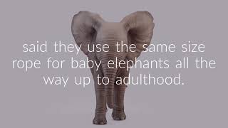 The elephant rope - Break Free