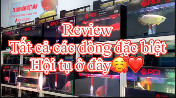 Review Tất cả các dòng đặc biệt hội tụ hết ở đây - Cá rồng việt nam arowana | 2510