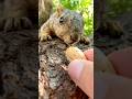 Perfect timing with Angel Eyes the Squirrel #animals #slowed #amazing #reaction #real #life #nature