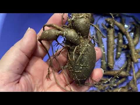 Корни пионов поврежденные муравьями. Пион корень. Пион корень. Корень древовидного пиона. Корни пиона фото.