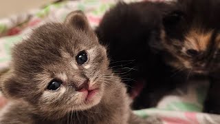 5 cute newborn kittens 9 days old. by Just a Foster Cat Mom 9 views 2 months ago 7 hours, 31 minutes