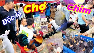 Chợ phiên bán chim phượng hoàng,Yểng, sáo, gà, lợn thỏ.Và rất nhiều loại khác.