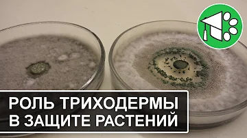 Роль триходермы в борьбе с болезнями растений (фитопатогенами) | Экологическая конференция 2021