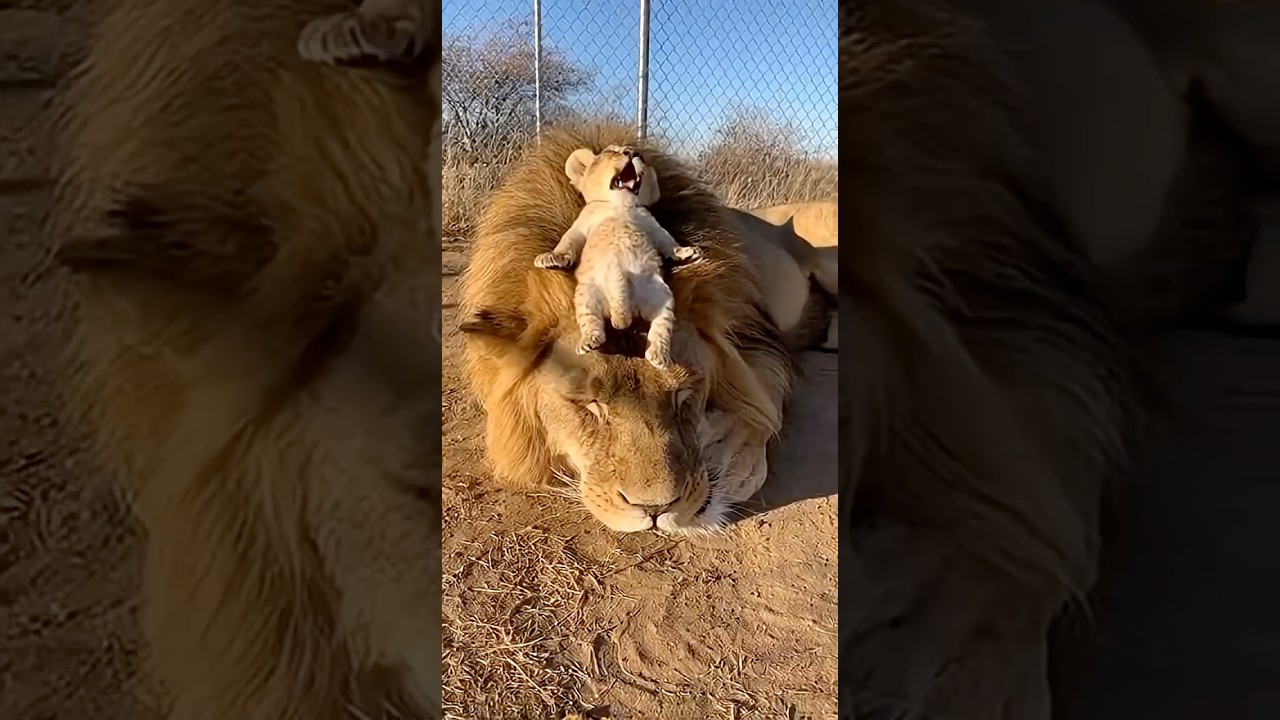 Dad Lion Gets Peed On by His Cub - Mom Cannot Stop Laughing 🤣🐾🦁