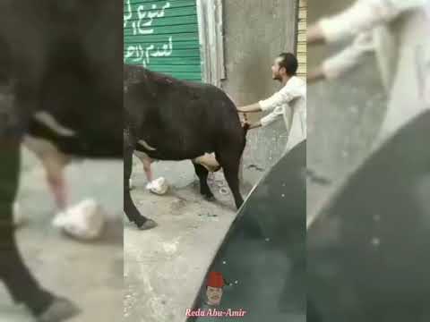 الهروب الكبير طور هايج فى عنبر سبعة