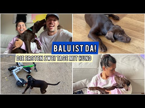 Video: Dieser streunende Welpe braucht JETZT ein Zuhause - bevor er ein Köderhund wird