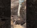 Master Guide to Sapling Survival Optimization | #Shorts #Gardening #FarmingLife
