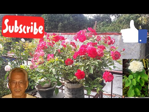 Video: Pagtanim Ng Mga Rosas, Pagpapakain, Pruning At Paghahanda Para Sa Taglamig