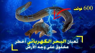 ثعبان البحر الكهربائي | ينتج جسمه الكهربائي تيارا قوته 600 فولت