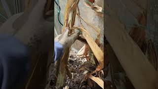 Greenhouse planting and Cleaning #shorts