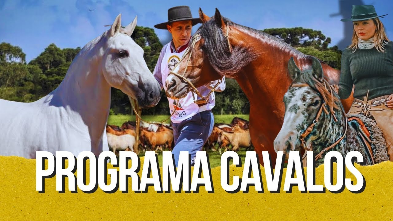 Freio de Ouro, cavalo crioulo, Lusitano, Equitação de trabalho, pelagens manchadas e muito mais!