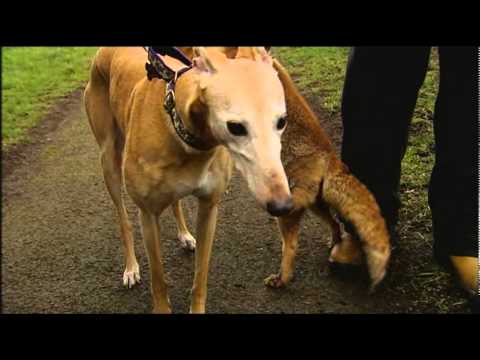Jasmine foster greyhound