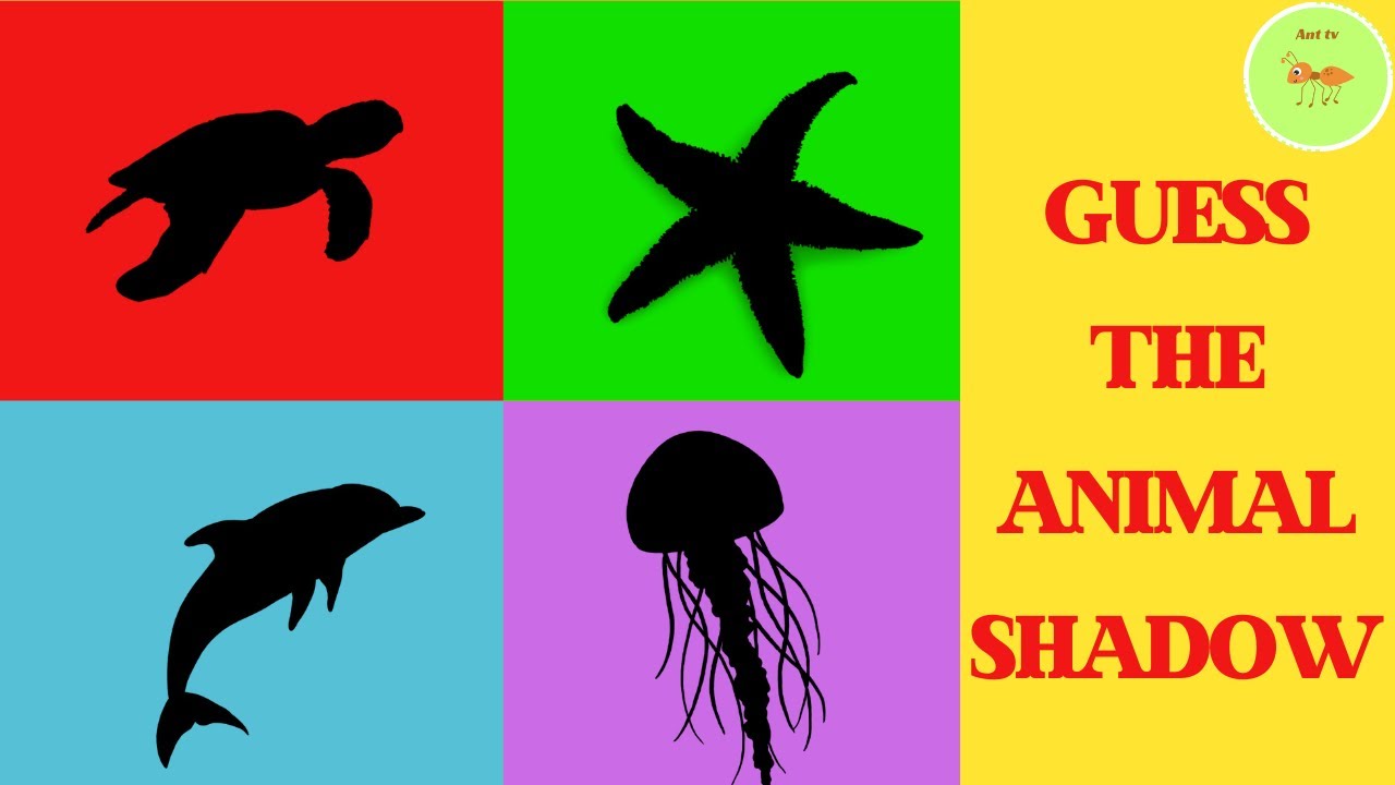 SEA ANIMALS QUIZ WITH ANSWERS| GUESS THE SEA ANIMALS SHADOW - YouTube