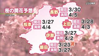 What are the cherry blossom forecasts? Matsumoto Castle seems