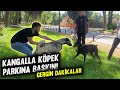 KANGAL’LA KÖPEK PARKINI BASTIK!/KANGAL’A İNSANLARIN TEPKİSİ.