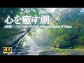 心を癒す朝 ～ 川のせせらぎ、鳥のさえずり｜リラクゼーション、ストレス緩和【ASMR/4K】