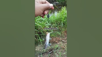 Tips dan Trik Mancing Ikan Baung, Berbagi Pengalaman! #MancingIkanBaung #TipsDanTrik #IkanBaung