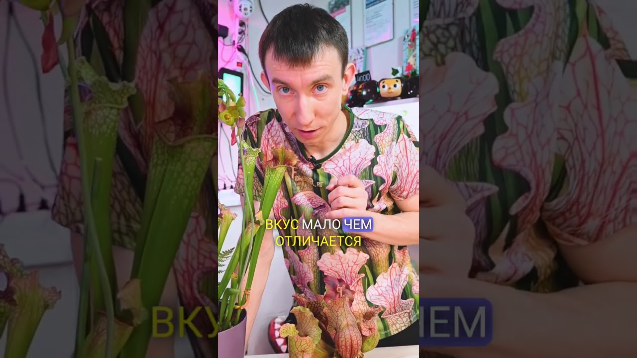 что будет если попробовать нектар саррацении?