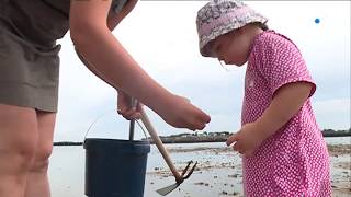 Mesquer Loire-Atlantique Avec Les Pêcheurs À Pied