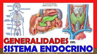 🥇 SISTEMA ENDOCRINO en 12 Minutos!!. ¡Fácil y Sencillo!