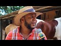 Caballo de Paso Higüeyano 2017 - Mia Tv.