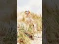A Dalmatian Who Makes You Smile